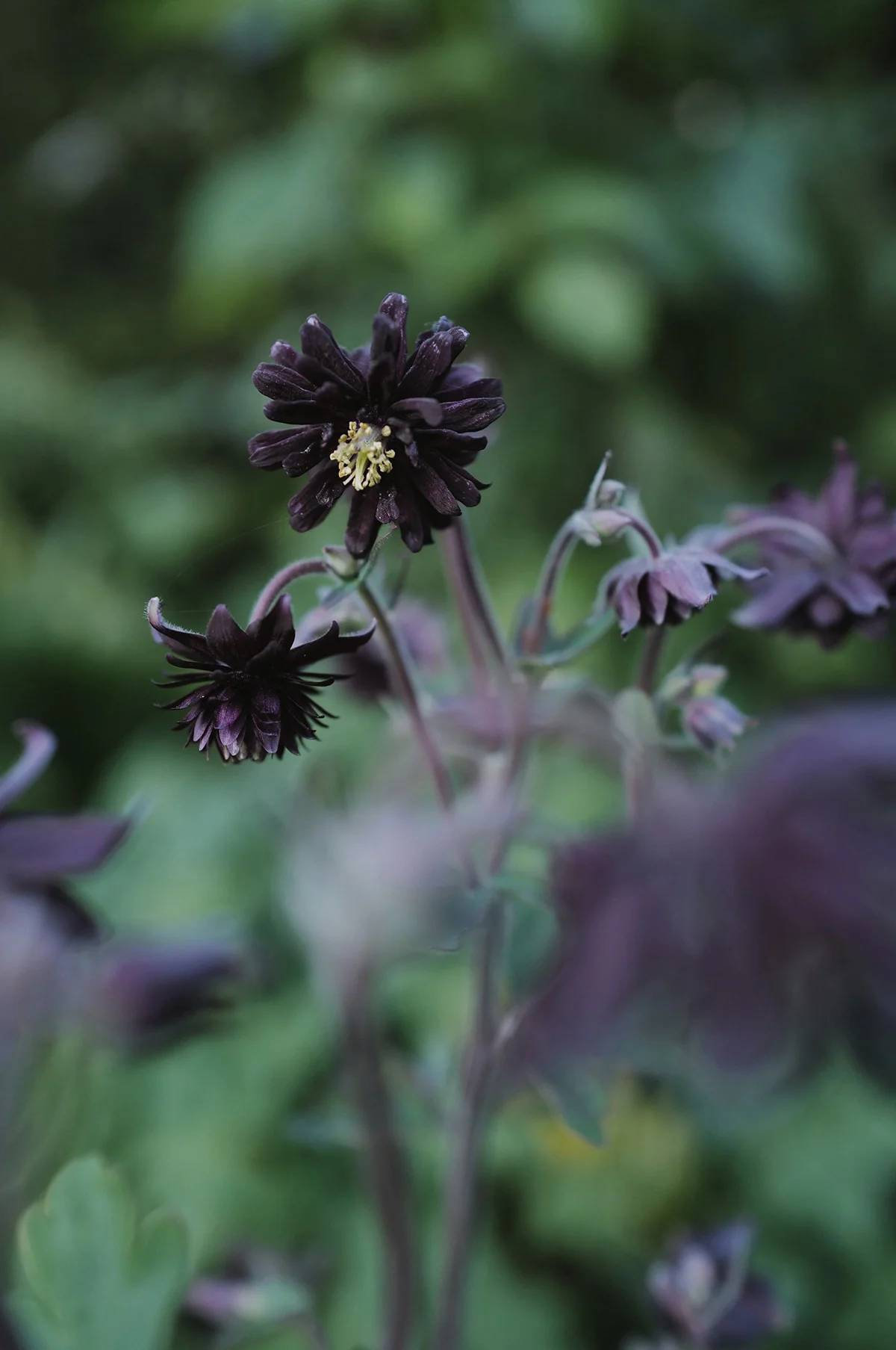 Aquilegia 'Black Barlow' - Image 3