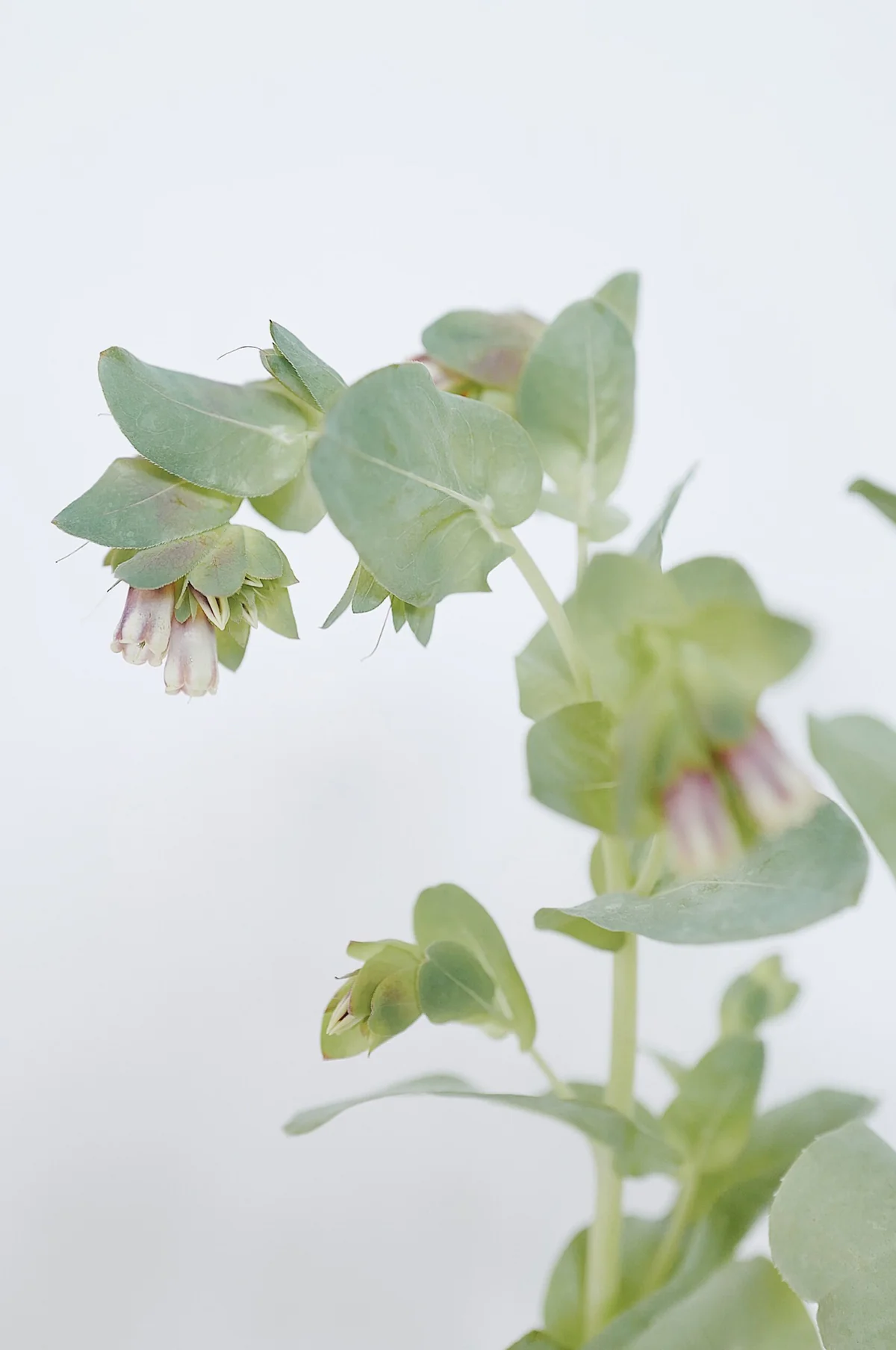 Cerinthe - Image 4