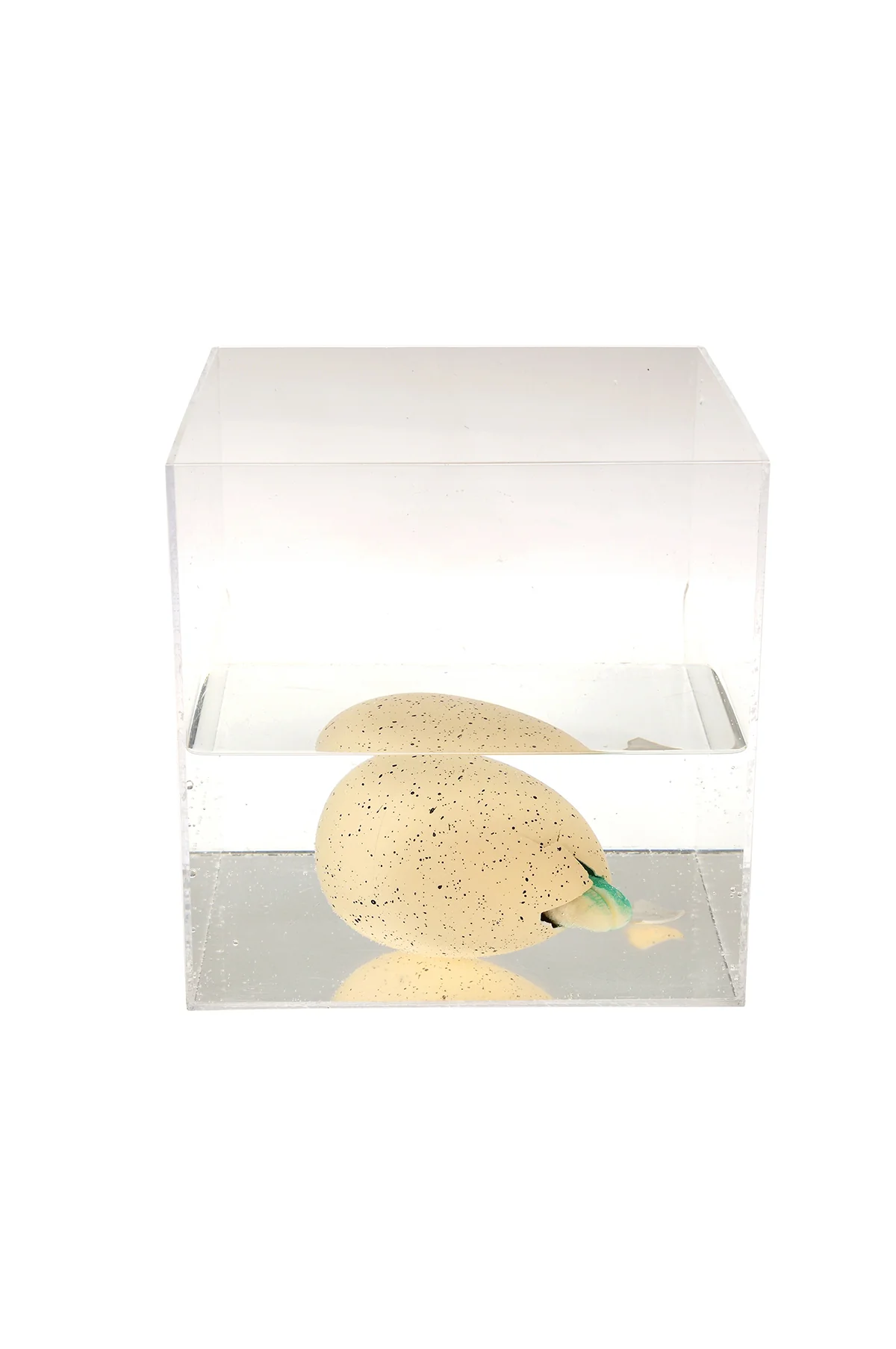 Giant Hatching Dinosaur Egg - Image 4