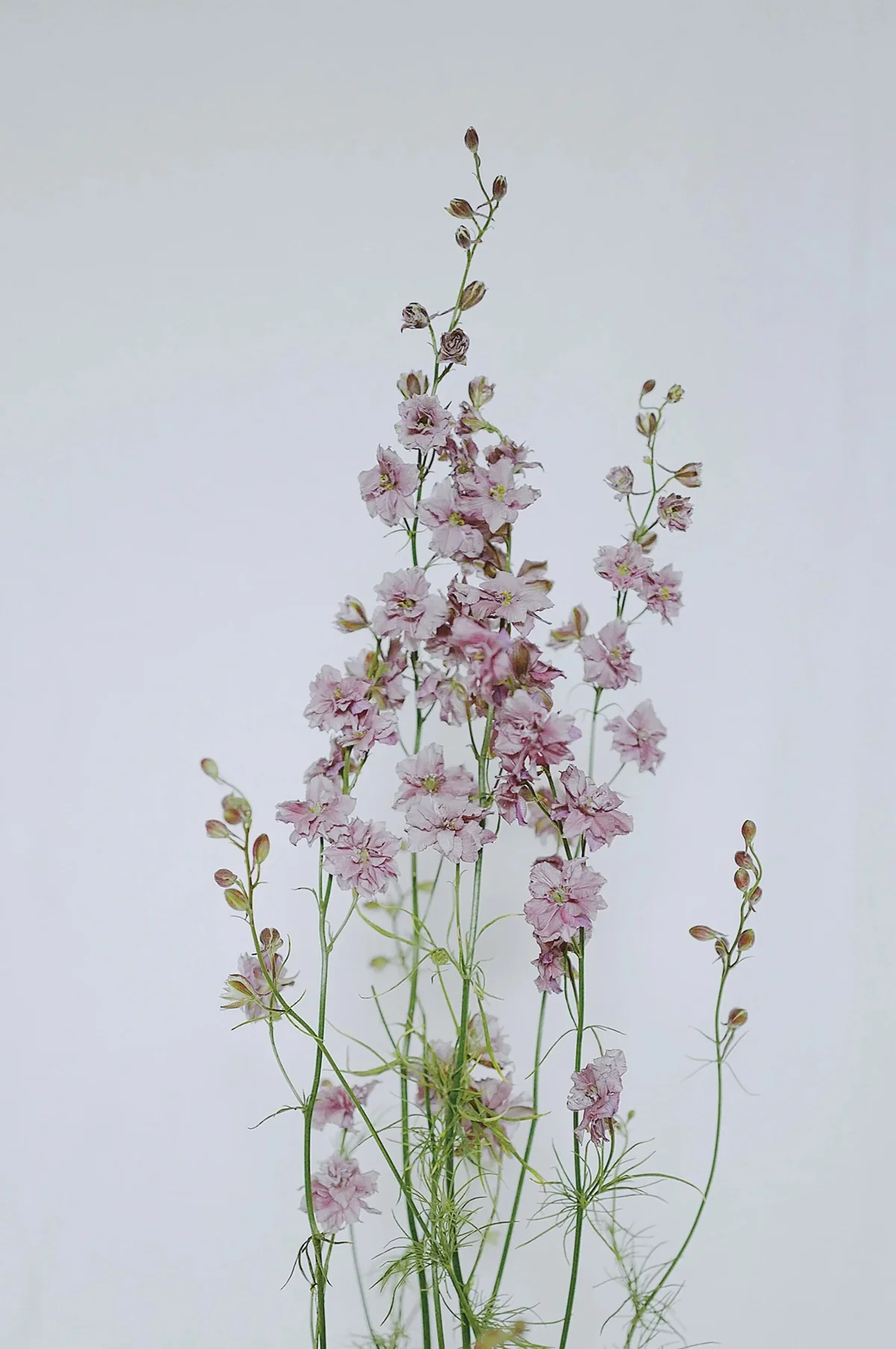 Larkspur 'Misty Lavender' - Image 3