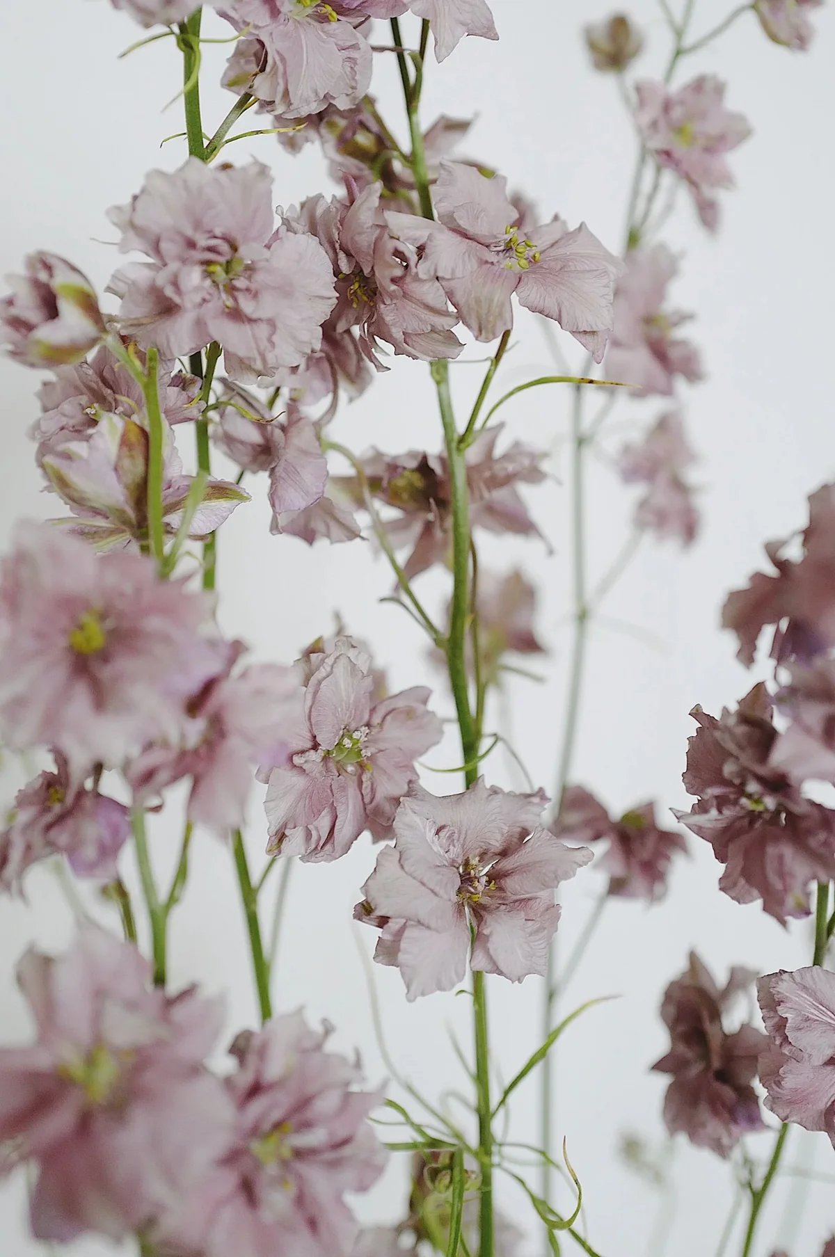 Larkspur 'Misty Lavender' - Image 4