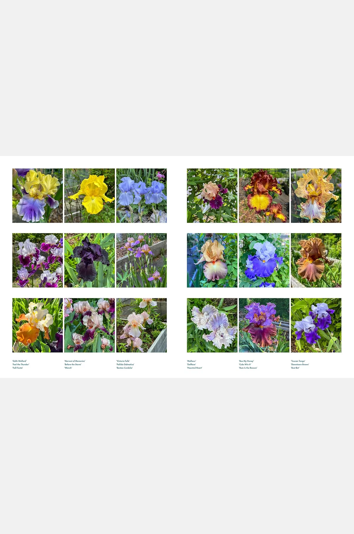 Life With Flowers - Image 7