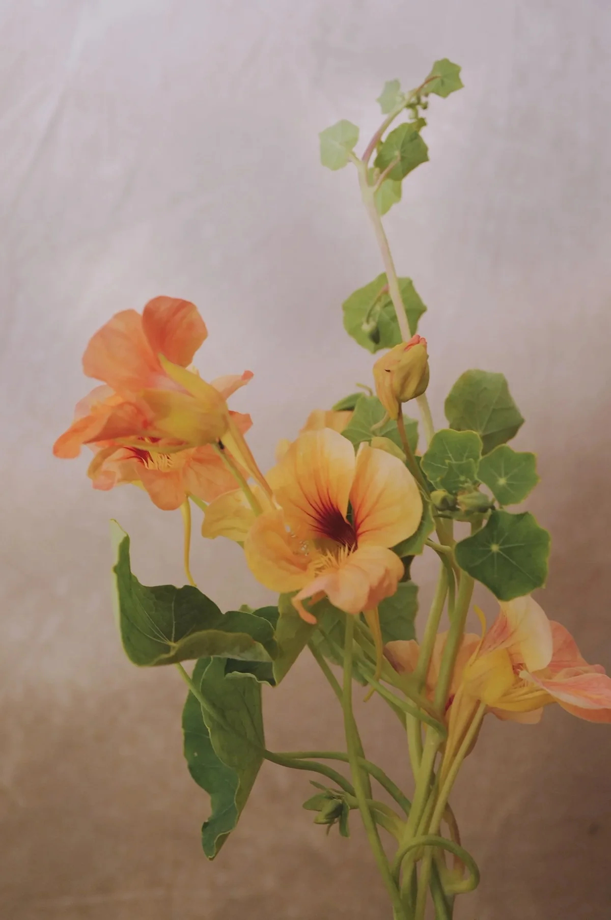 Nasturtium 'Tip Top Apricot' - Image 3