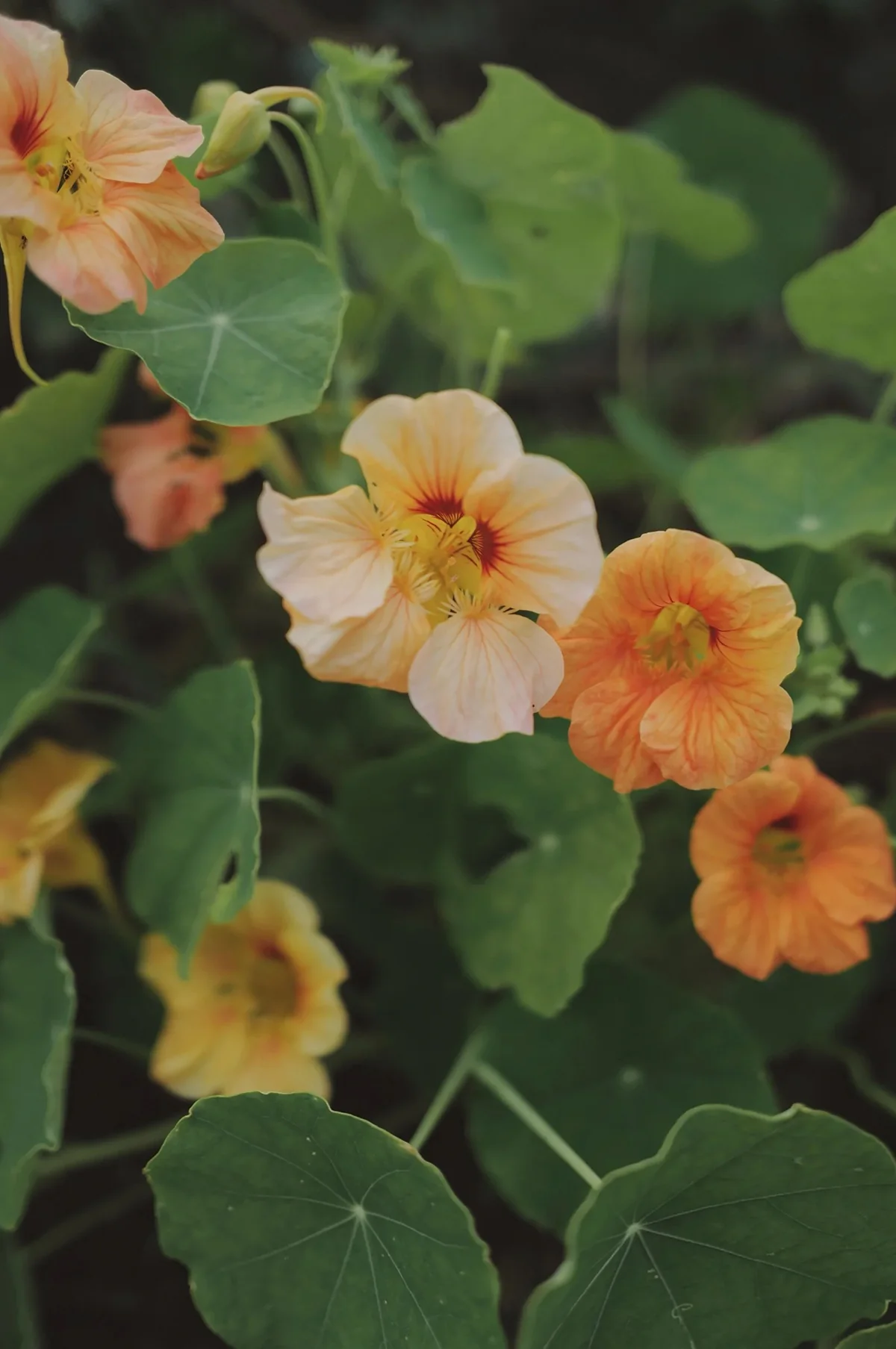 Nasturtium 'Tip Top Apricot' - Image 4
