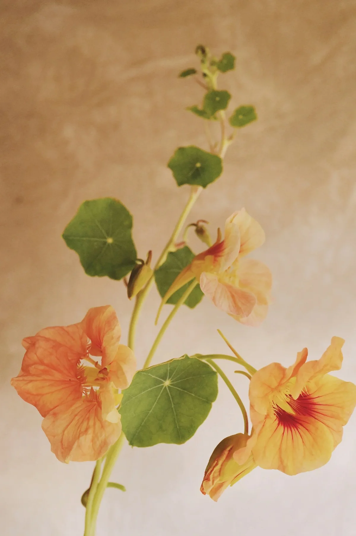 Nasturtium 'Tip Top Apricot' - Image 5