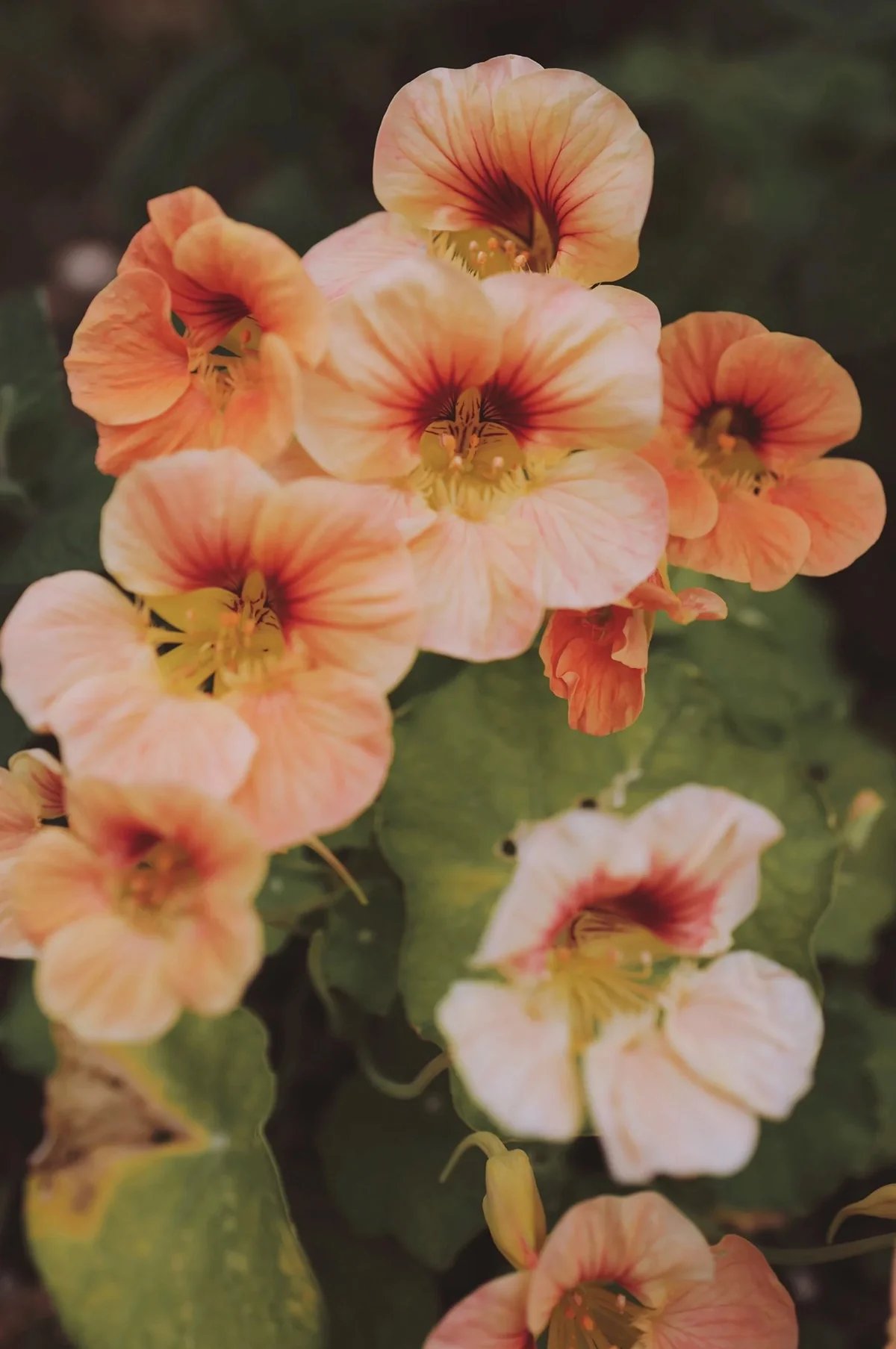 Nasturtium 'Tip Top Apricot' - Image 6