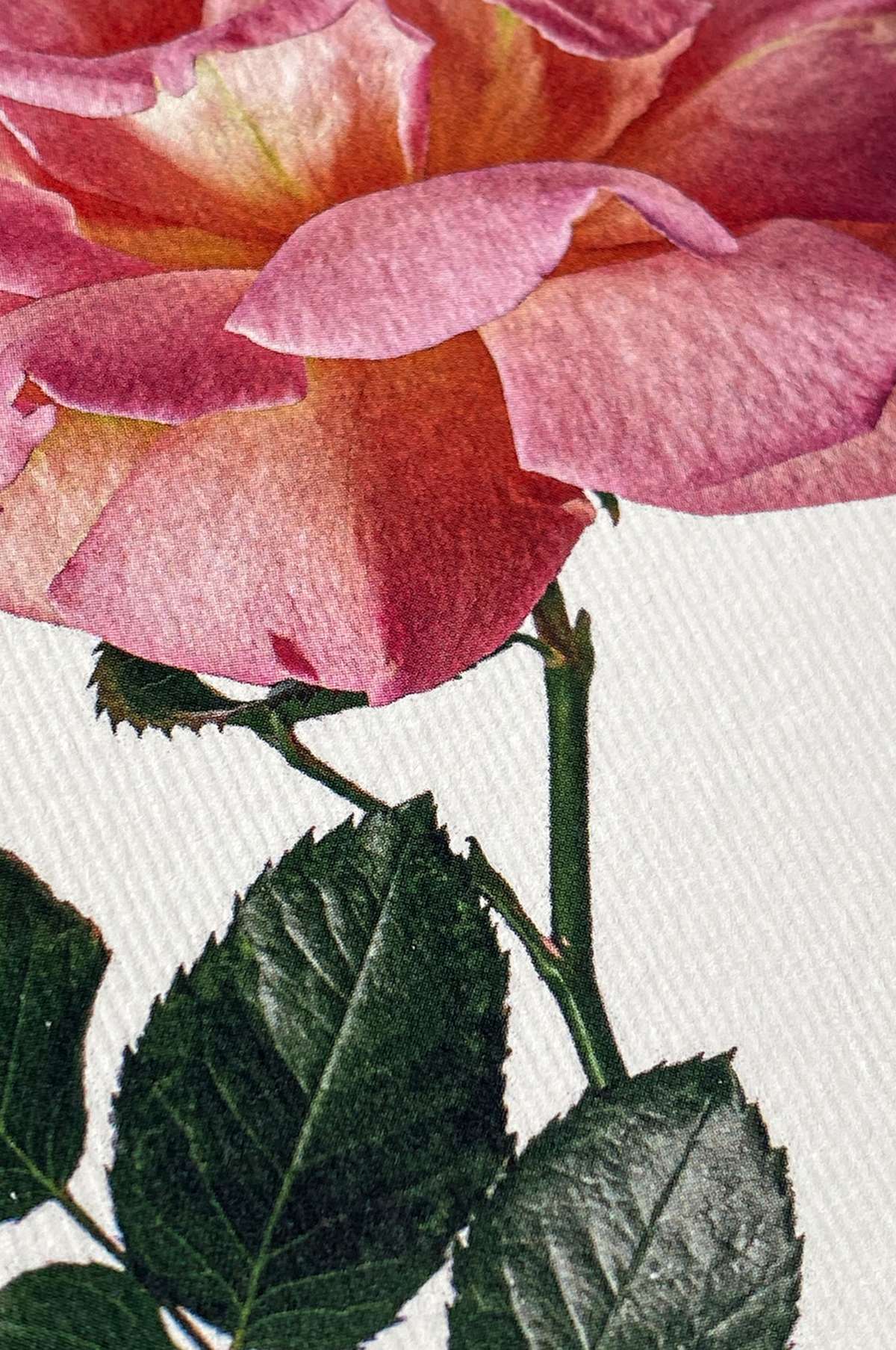 Pink Rose Notecard - Image 2