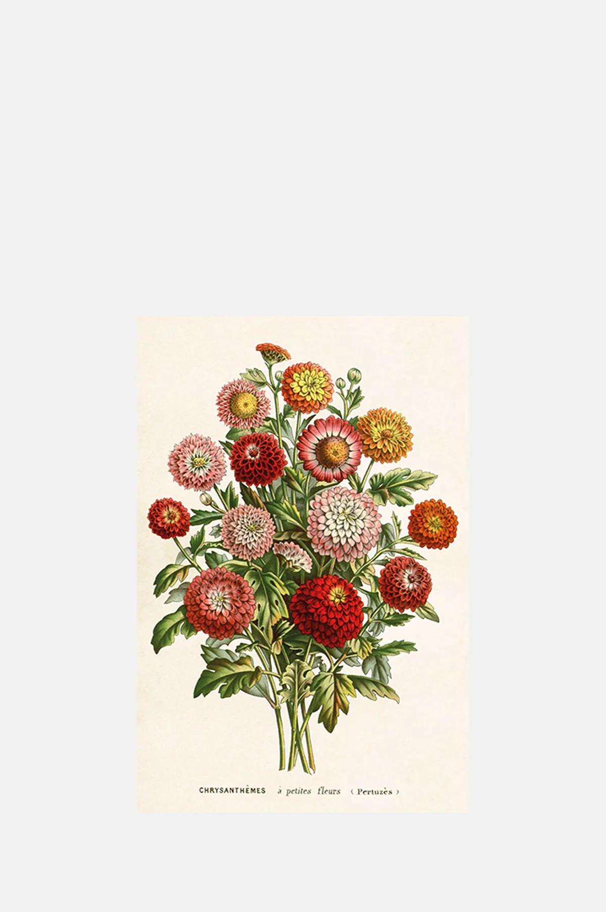 Chrysanthemum Postcard