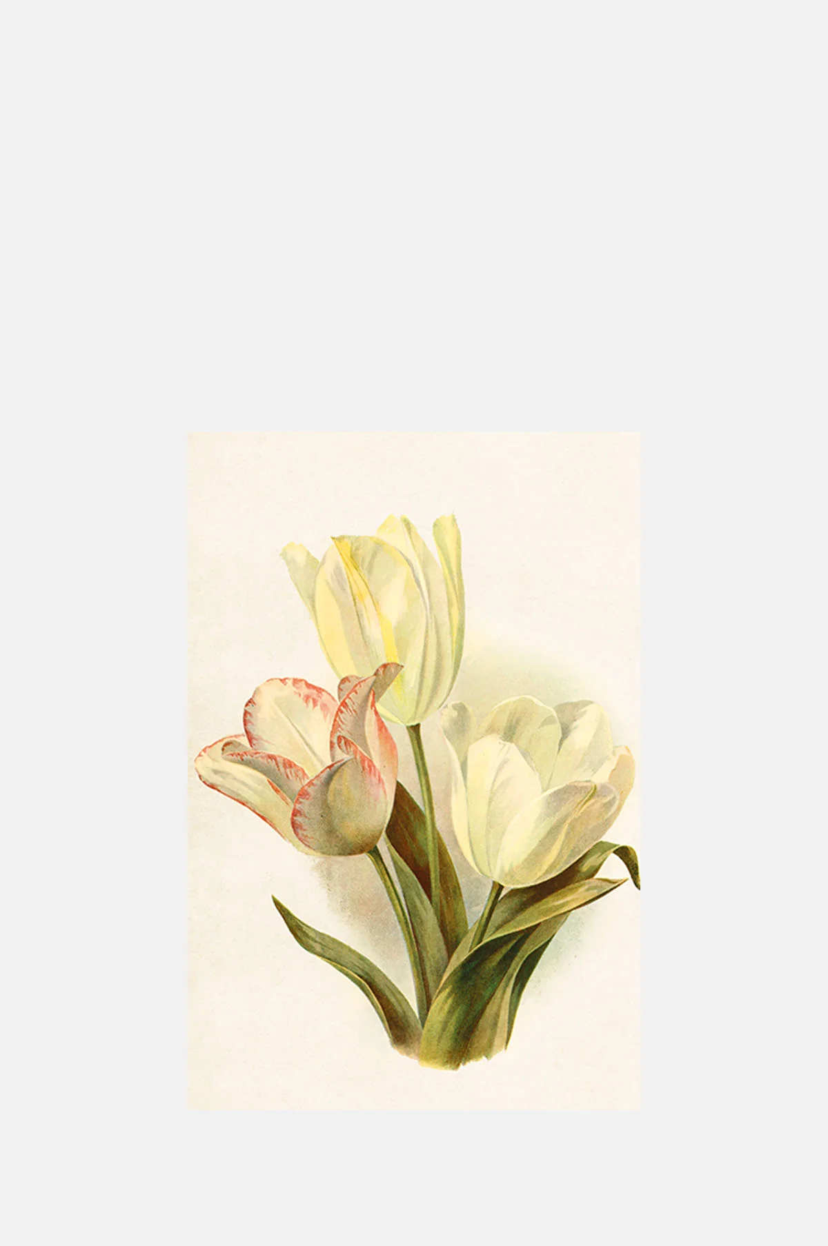 Three Tulips Postcard