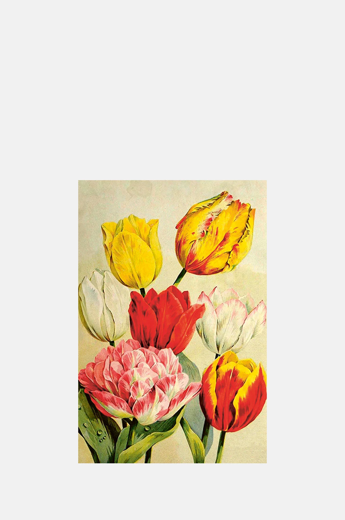 Seven Tulips Postcard