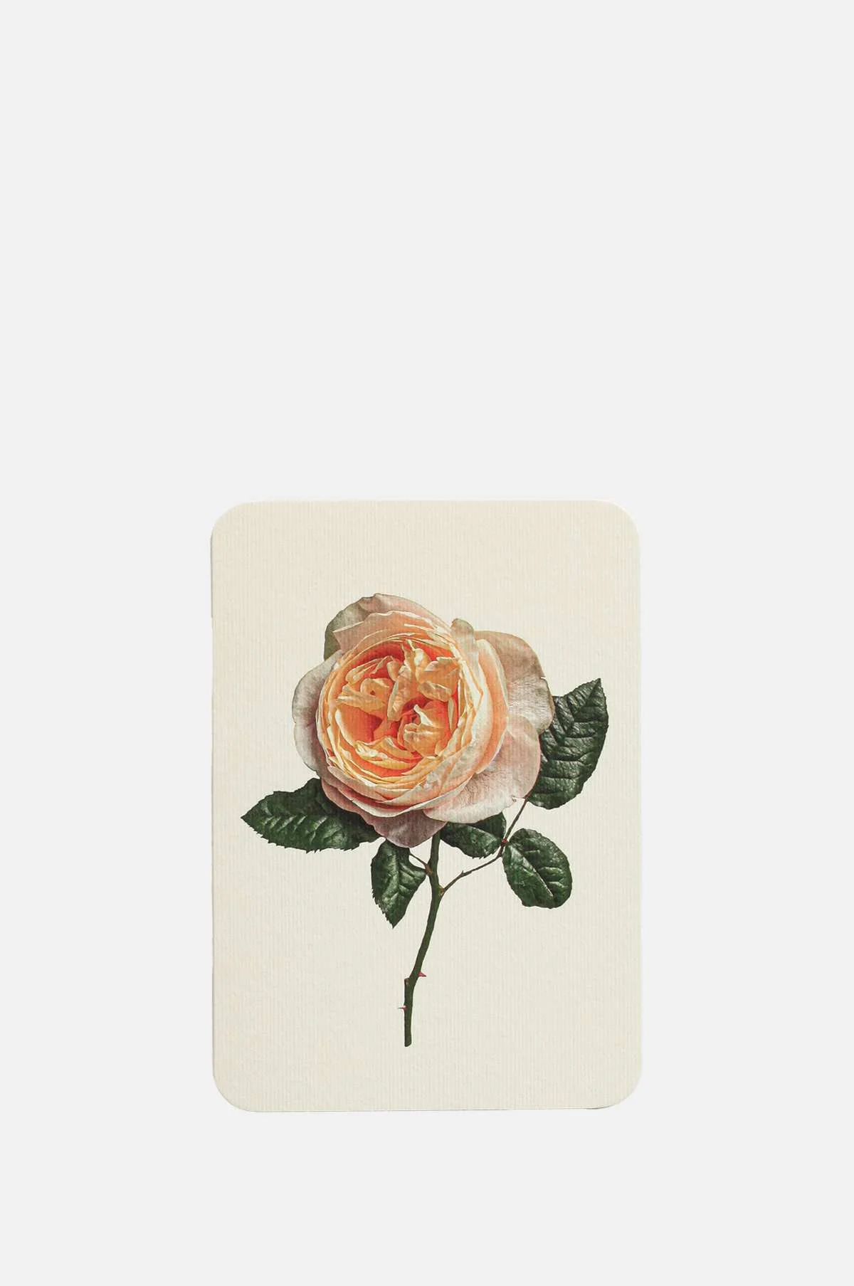 Soft Peach Rose Notecard