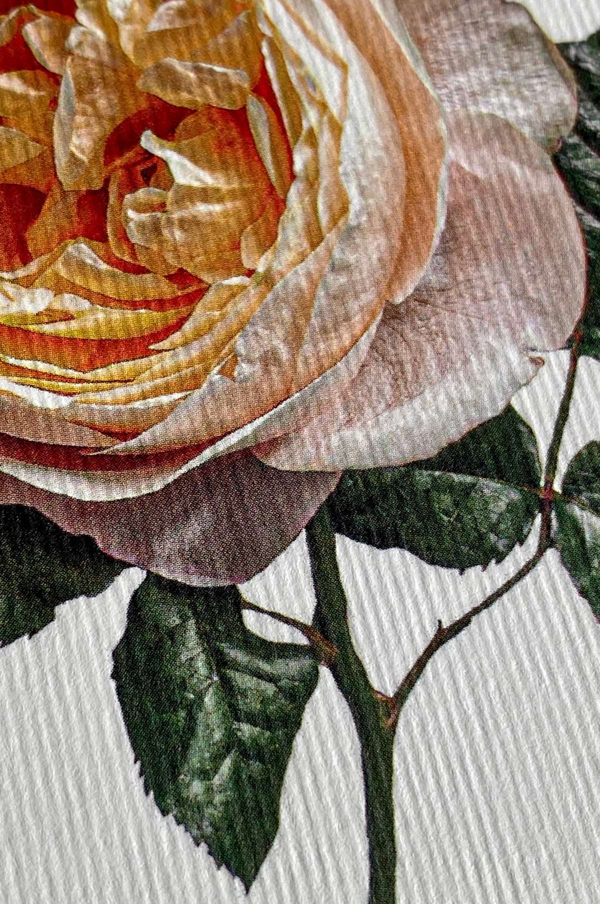 Soft Peach Rose Notecard - Image 2