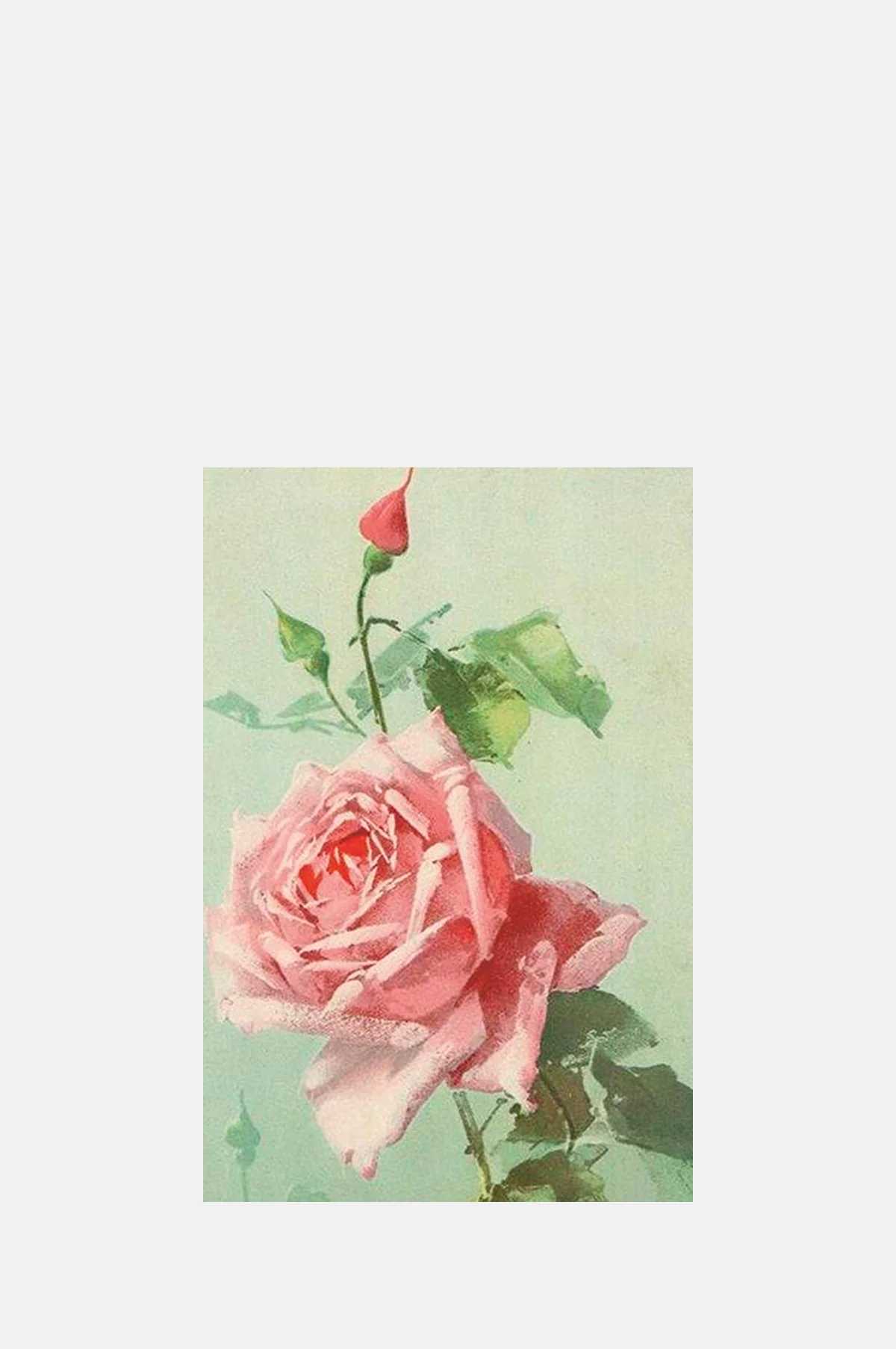 Pink Rose Postcard