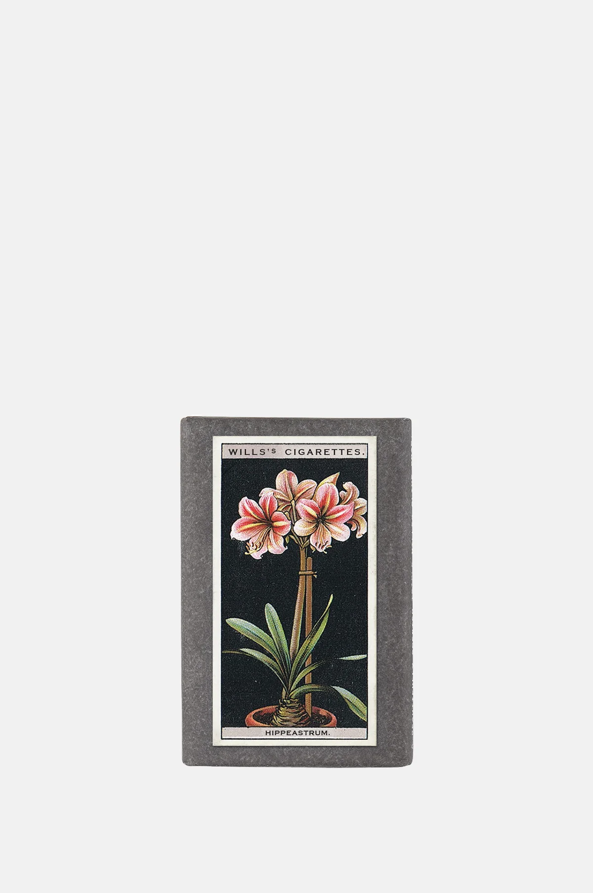 Vintage Pot Plants Label Soap Hippeastrum
